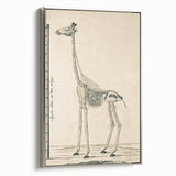 Medieval Gothic Canvas - Giraffe Skeleton Illustration Gothic Wall Art