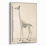 Medieval Gothic Canvas - Giraffe Skeleton Illustration Gothic Wall Art