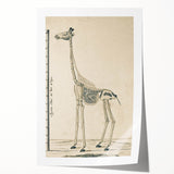 Medieval Gothic Canvas - Giraffe Skeleton Illustration Gothic Wall Art
