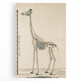 Medieval Gothic Canvas - Giraffe Skeleton Illustration Gothic Wall Art