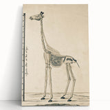 Medieval Gothic Canvas - Giraffe Skeleton Illustration Gothic Wall Art