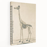 Medieval Gothic Canvas - Giraffe Skeleton Illustration Gothic Wall Art