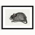 Gothic Wall Art - Vintage Mouse Illustration on Medieval Gothic Canvas