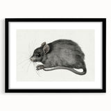 Gothic Wall Art - Vintage Mouse Illustration on Medieval Gothic Canvas