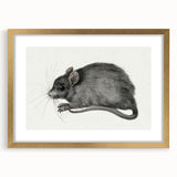 Gothic Wall Art - Vintage Mouse Illustration on Medieval Gothic Canvas