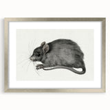 Gothic Wall Art - Vintage Mouse Illustration on Medieval Gothic Canvas