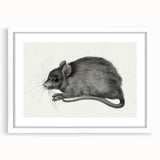 Gothic Wall Art - Vintage Mouse Illustration on Medieval Gothic Canvas