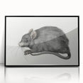 Gothic Wall Art - Vintage Mouse Illustration on Medieval Gothic Canvas