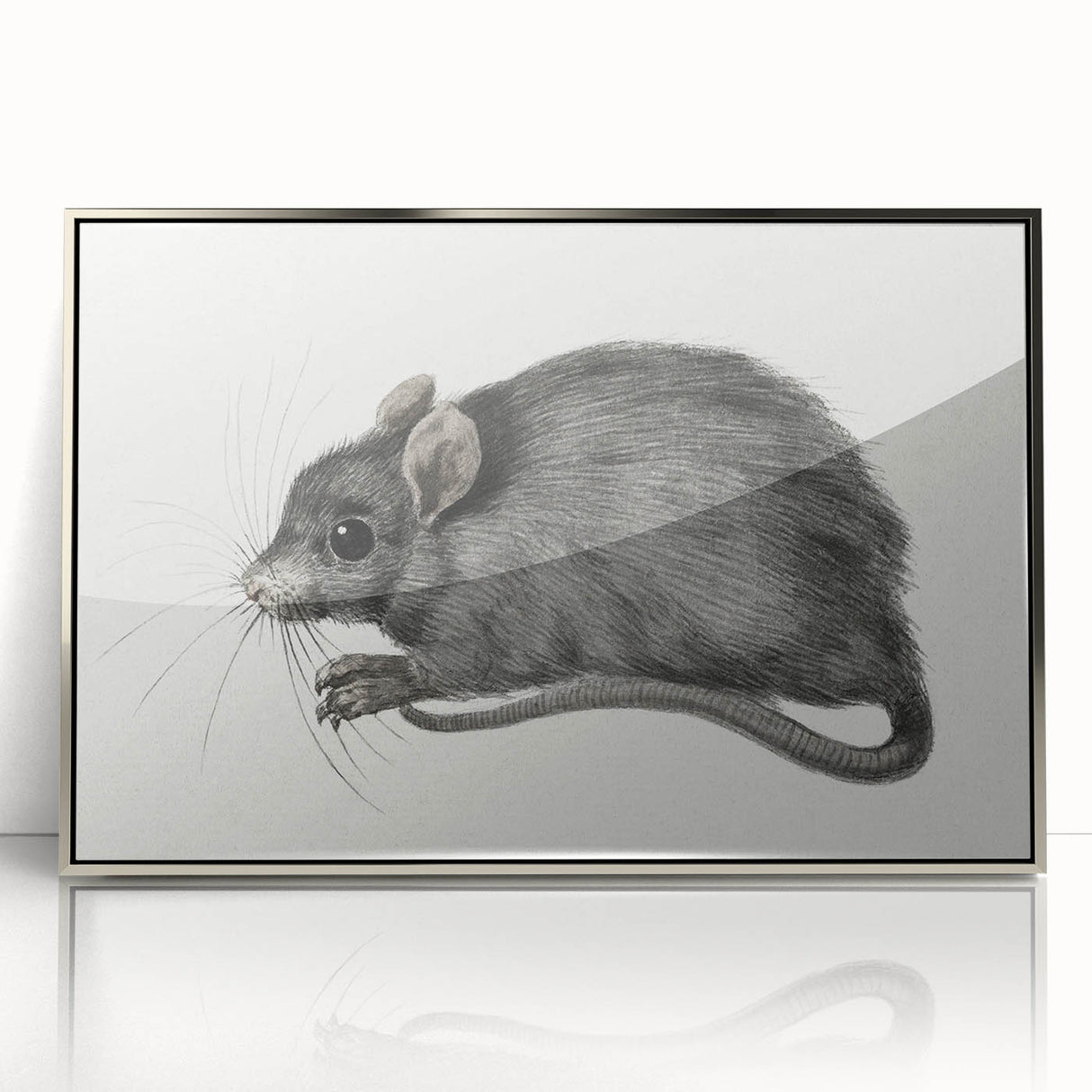 Gothic Wall Art - Vintage Mouse Illustration on Medieval Gothic Canvas