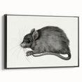 Gothic Wall Art - Vintage Mouse Illustration on Medieval Gothic Canvas