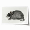 Gothic Wall Art - Vintage Mouse Illustration on Medieval Gothic Canvas