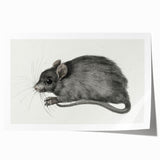 Gothic Wall Art - Vintage Mouse Illustration on Medieval Gothic Canvas
