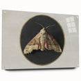 Grunge Aesthetic Art - Moth Canvas Print for Urban Grunge Decor
