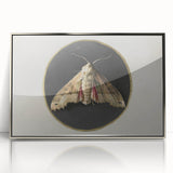 Grunge Aesthetic Art - Moth Canvas Print for Urban Grunge Decor