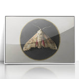 Grunge Aesthetic Art - Moth Canvas Print for Urban Grunge Decor