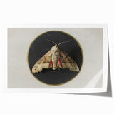 Grunge Aesthetic Art - Moth Canvas Print for Urban Grunge Decor