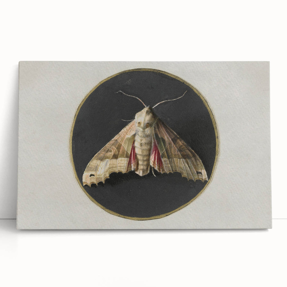 Grunge Aesthetic Art - Moth Canvas Print for Urban Grunge Decor
