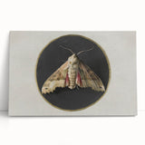 Grunge Aesthetic Art - Moth Canvas Print for Urban Grunge Decor