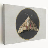 Grunge Aesthetic Art - Moth Canvas Print for Urban Grunge Decor