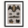 Vintage Bat Illustration - Abstract Grunge Aesthetic Art Canvas Print