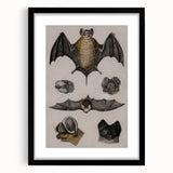 Vintage Bat Illustration - Abstract Grunge Aesthetic Art Canvas Print