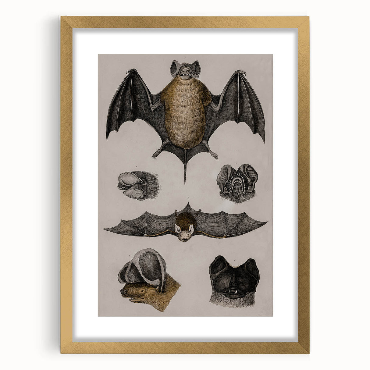 Vintage Bat Illustration - Abstract Grunge Aesthetic Art Canvas Print