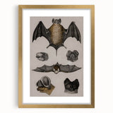 Vintage Bat Illustration - Abstract Grunge Aesthetic Art Canvas Print