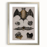Vintage Bat Illustration - Abstract Grunge Aesthetic Art Canvas Print