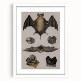 Vintage Bat Illustration - Abstract Grunge Aesthetic Art Canvas Print