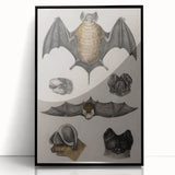 Vintage Bat Illustration - Abstract Grunge Aesthetic Art Canvas Print