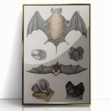 Vintage Bat Illustration - Abstract Grunge Aesthetic Art Canvas Print