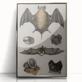 Vintage Bat Illustration - Abstract Grunge Aesthetic Art Canvas Print
