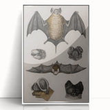 Vintage Bat Illustration - Abstract Grunge Aesthetic Art Canvas Print