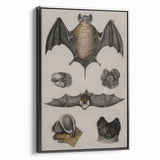 Vintage Bat Illustration - Abstract Grunge Aesthetic Art Canvas Print
