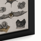 Vintage Bat Illustration - Abstract Grunge Aesthetic Art Canvas Print