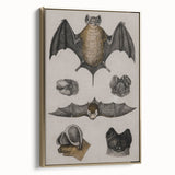 Vintage Bat Illustration - Abstract Grunge Aesthetic Art Canvas Print