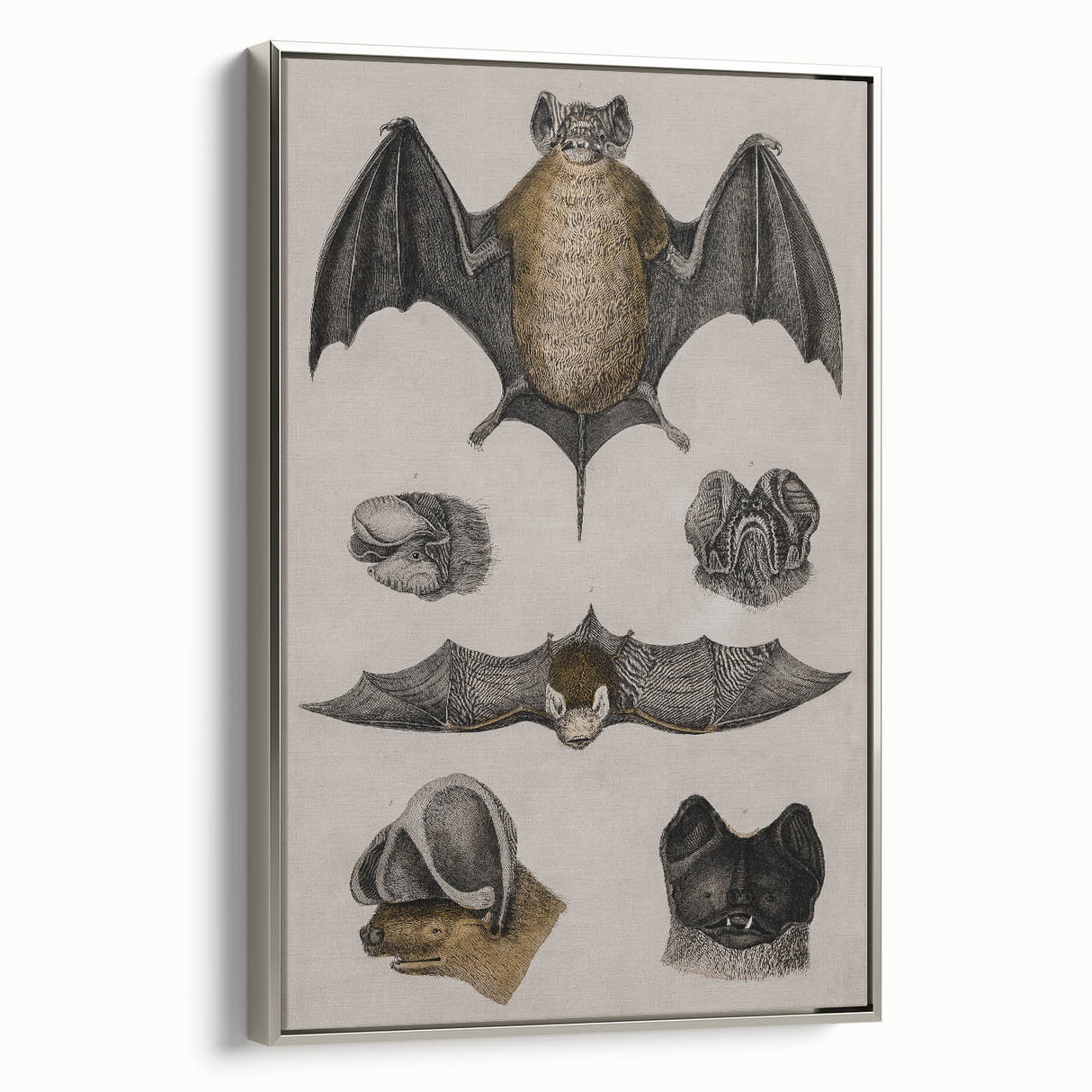 Vintage Bat Illustration - Abstract Grunge Aesthetic Art Canvas Print