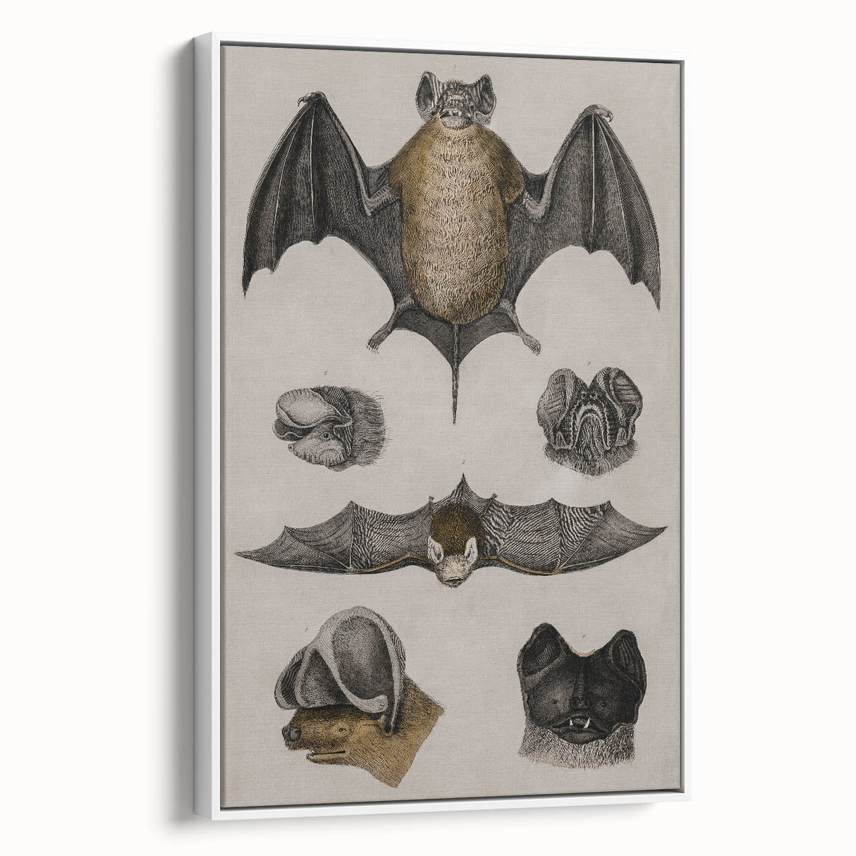 Vintage Bat Illustration - Abstract Grunge Aesthetic Art Canvas Print
