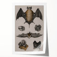 Vintage Bat Illustration - Abstract Grunge Aesthetic Art Canvas Print