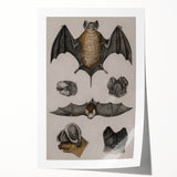 Vintage Bat Illustration - Abstract Grunge Aesthetic Art Canvas Print