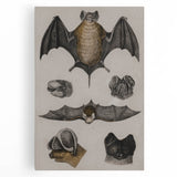 Vintage Bat Illustration - Abstract Grunge Aesthetic Art Canvas Print