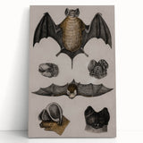 Vintage Bat Illustration - Abstract Grunge Aesthetic Art Canvas Print