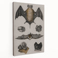 Vintage Bat Illustration - Abstract Grunge Aesthetic Art Canvas Print