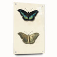 Blue and Beige Butterfly Grunge Art - Abstract Canvas Print Decor