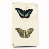 Blue and Beige Butterfly Grunge Art - Abstract Canvas Print Decor