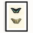 Blue and Beige Butterfly Grunge Art - Abstract Canvas Print Decor