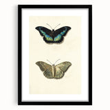 Blue and Beige Butterfly Grunge Art - Abstract Canvas Print Decor
