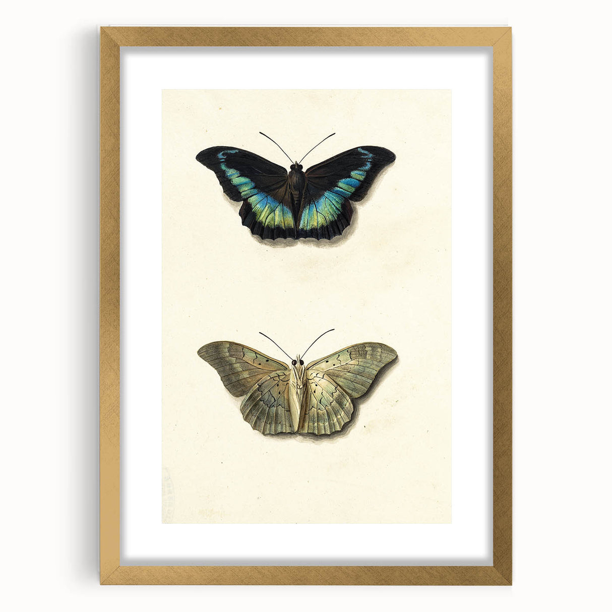 Blue and Beige Butterfly Grunge Art - Abstract Canvas Print Decor