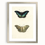 Blue and Beige Butterfly Grunge Art - Abstract Canvas Print Decor