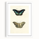 Blue and Beige Butterfly Grunge Art - Abstract Canvas Print Decor